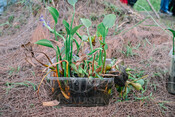 2026-08-11_Preditack Smart Sawah 2026