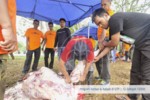 Program Korban & Aqiqah di UTP