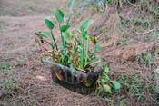 2026-08-11_Preditack Smart Sawah 2026