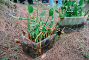 2026-08-11_Preditack Smart Sawah 2026